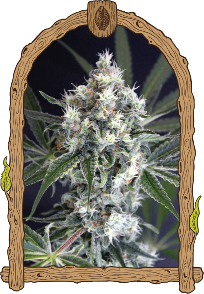 Medxotic Pure CBD - EXOTIC SEED | TanieSianie.pl