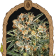Hippie Therapy CBD - EXOTIC SEED | TanieSianie.pl