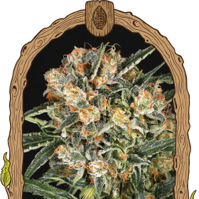 Hippie Therapy CBD - EXOTIC SEED | TanieSianie.pl