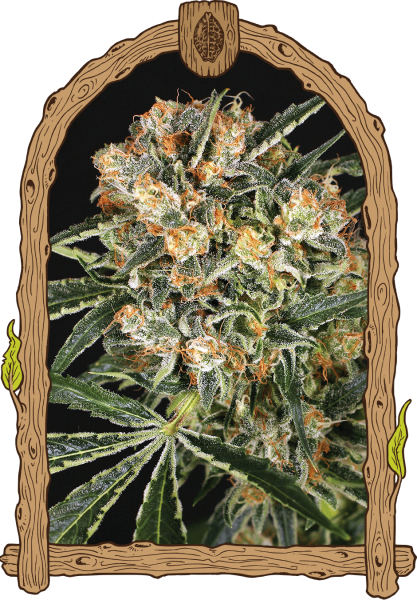 Hippie Therapy CBD - EXOTIC SEED | TanieSianie.pl