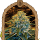 Z&Z - EXOTIC SEED | TanieSianie.pl
