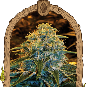 Z&Z - EXOTIC SEED | TanieSianie.pl