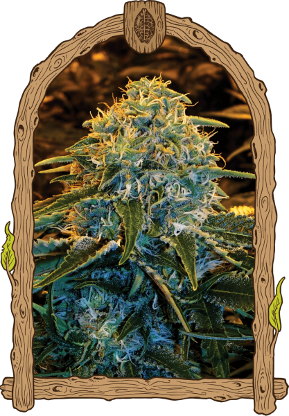 Z&Z - EXOTIC SEED | TanieSianie.pl