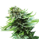 NORTHERN LIGHTS AUTOMATIC - SENSI SEEDS | TanieSianie.pl