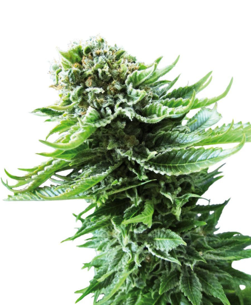 NORTHERN LIGHTS AUTOMATIC - SENSI SEEDS | TanieSianie.pl