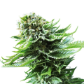NORTHERN LIGHTS AUTOMATIC - SENSI SEEDS
