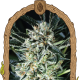 Jelly Bananas - EXOTIC SEED | TanieSianie.pl