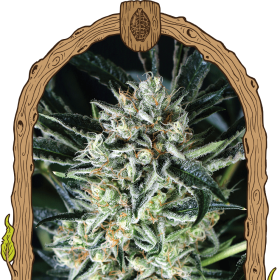 Jelly Bananas - EXOTIC SEED | TanieSianie.pl