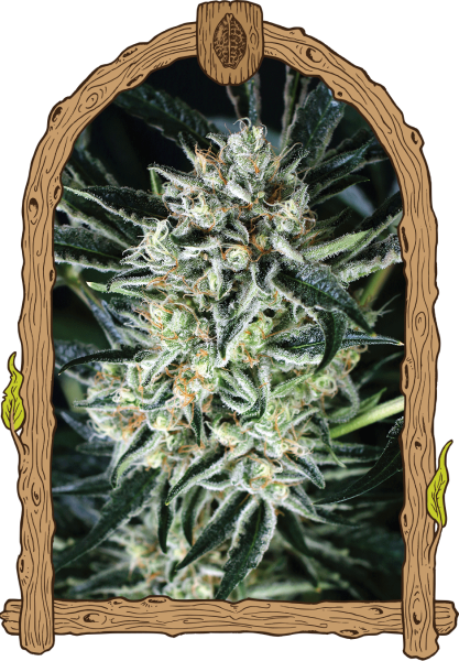 Jelly Bananas - EXOTIC SEED | TanieSianie.pl