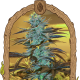 Purple Monkey Auto - EXOTIC SEED