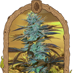Purple Monkey Auto - EXOTIC SEED