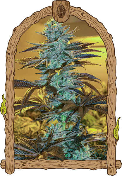 Purple Monkey Auto - EXOTIC SEED