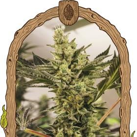 Banana Mash Auto - EXOTIC SEED