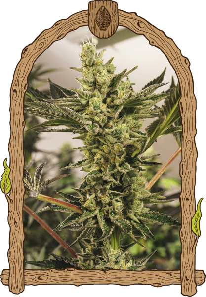 Banana Mash Auto - EXOTIC SEED