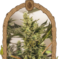 Banana Mash Auto - EXOTIC SEED