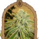 White Banana Auto - EXOTIC SEED