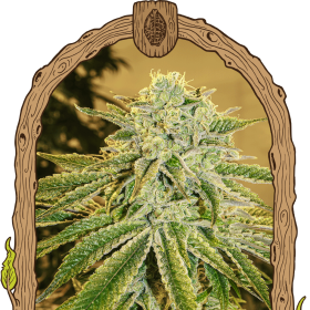 White Banana Auto - EXOTIC SEED