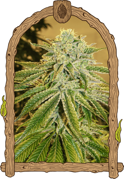White Banana Auto - EXOTIC SEED