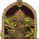Strawberry Cola Auto - EXOTIC SEED | TanieSianie.pl