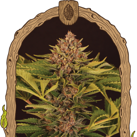 Strawberry Cola Auto - EXOTIC SEED | TanieSianie.pl