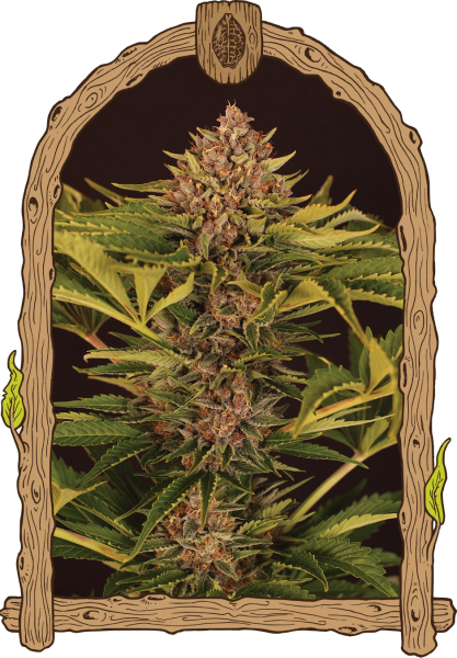 Strawberry Cola Auto - EXOTIC SEED | TanieSianie.pl