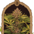 Strawberry Cola Auto - EXOTIC SEED