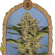 Herz OG Auto - EXOTIC SEED | TanieSianie.pl