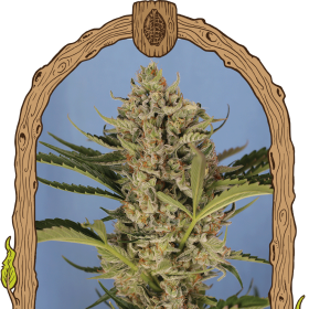 Herz OG Auto - EXOTIC SEED | TanieSianie.pl