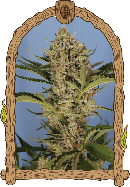 Herz OG Auto - EXOTIC SEED | TanieSianie.pl