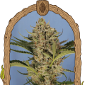 Herz OG Auto - EXOTIC SEED