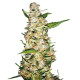 SKUNK #1 AUTO - SENSI SEEDS | TanieSianie.pl