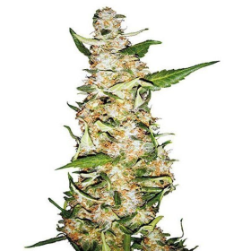 SKUNK #1 AUTO - SENSI SEEDS | TanieSianie.pl