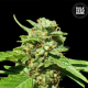 CBD Nepal Gold - BULK SEED BANK | TanieSianie.pl