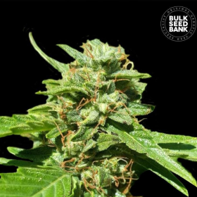 CBD Nepal Gold - BULK SEED BANK | TanieSianie.pl