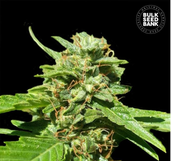 CBD Nepal Gold - BULK SEED BANK | TanieSianie.pl