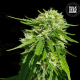 CBD Good Wild Shark - BULK SEED BANK | TanieSianie.pl