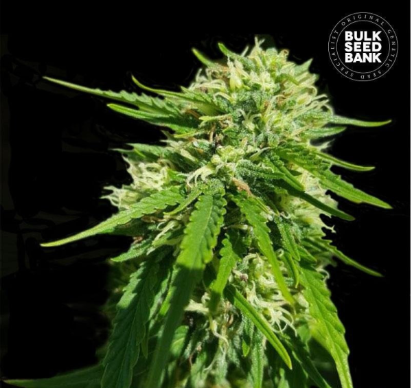 CBD Good Wild Shark - BULK SEED BANK | TanieSianie.pl