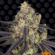 Kush Mintz - BARNEY'S FARM | TanieSianie.pl
