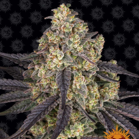 Kush Mintz - BARNEY'S FARM | TanieSianie.pl