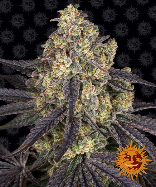 Kush Mintz - BARNEY'S FARM | TanieSianie.pl