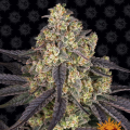 Kush Mintz - BARNEY'S FARM