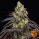 Kush Mintz - BARNEY'S FARM | TanieSianie.pl