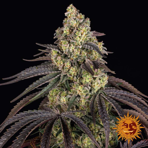 Kush Mintz - BARNEY'S FARM | TanieSianie.pl