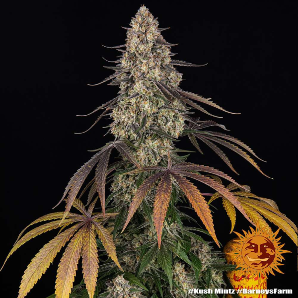 Kush Mintz - BARNEY'S FARM | TanieSianie.pl