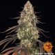 Kush Mintz - BARNEY'S FARM | TanieSianie.pl