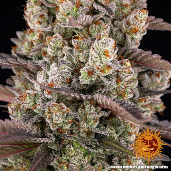 Kush Mintz - BARNEY'S FARM | TanieSianie.pl