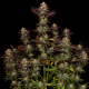 Tangerine Sorbet - PARADISE SEEDS | TanieSianie.pl