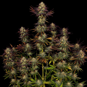 Tangerine Sorbet - PARADISE SEEDS | TanieSianie.pl