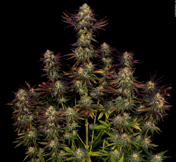 Tangerine Sorbet - PARADISE SEEDS | TanieSianie.pl