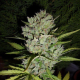 Super Skunk Auto - SENSI SEEDS | TanieSianie.pl